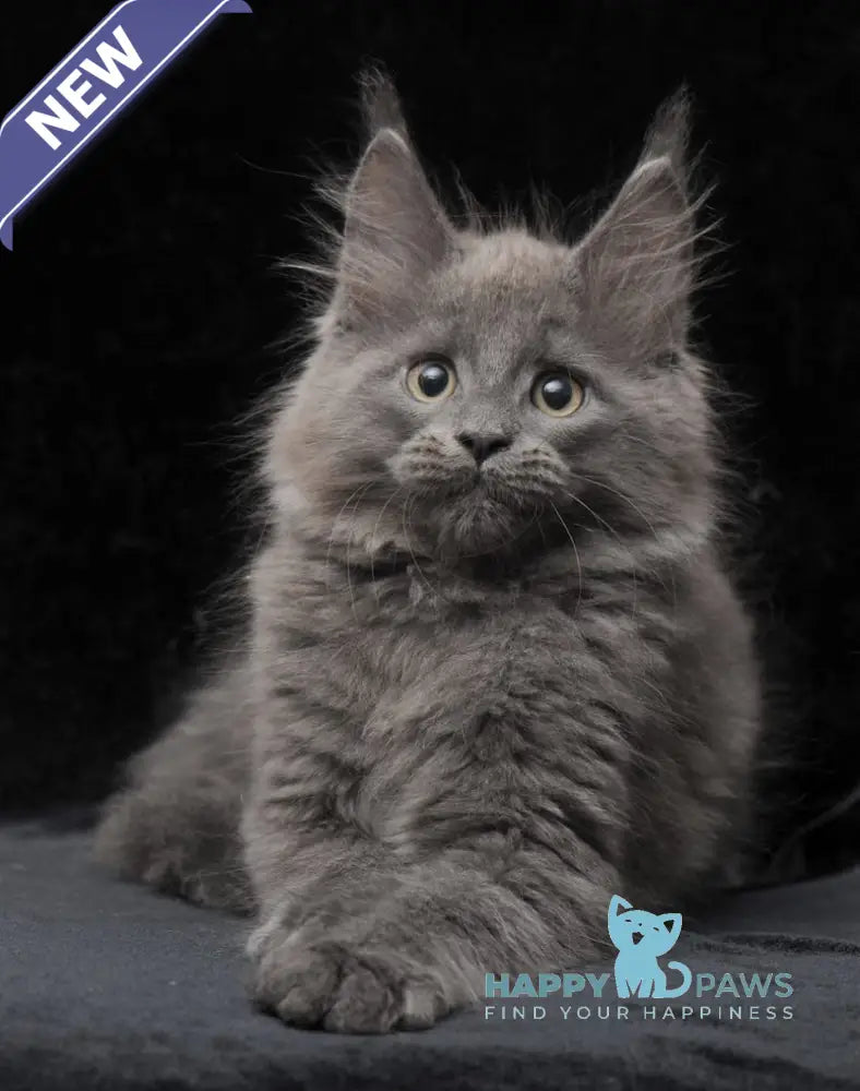 Cairo Maine Coon male blue live animals