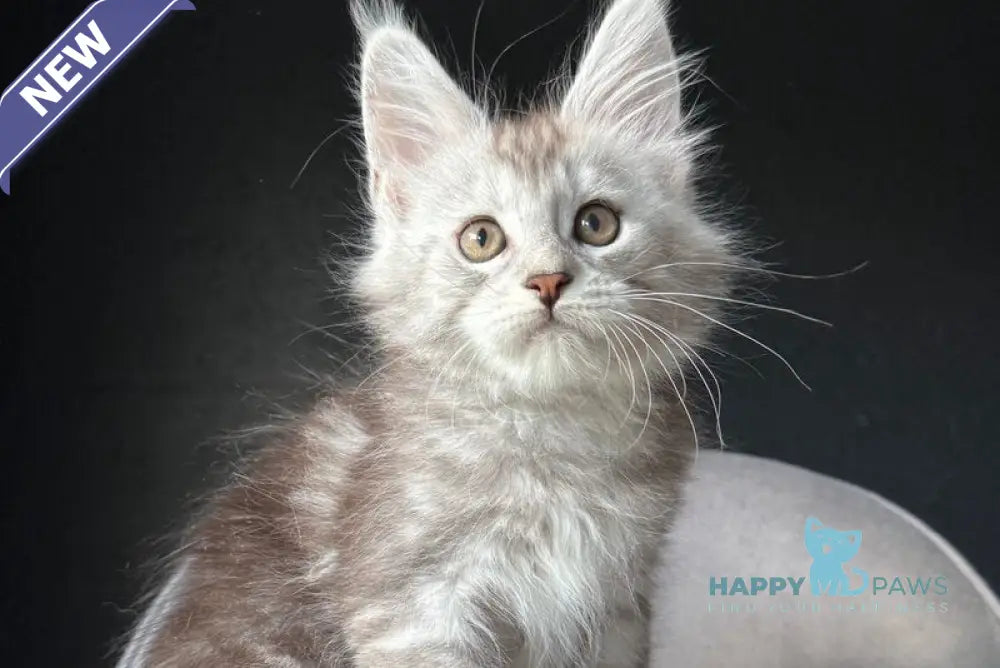 Caitlin Belle Maine Coon female black silver tabby live animals