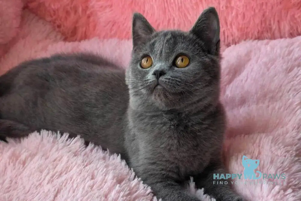 Caitlin British Shorthair female blue live animals