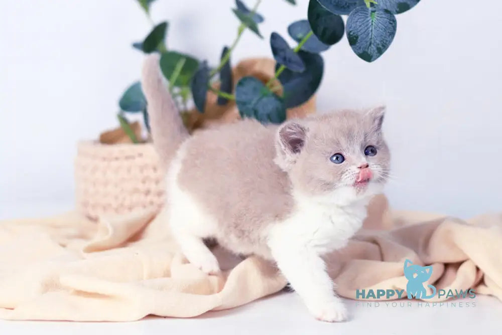 Caitlin British Shorthair female lilac bicolour live animals