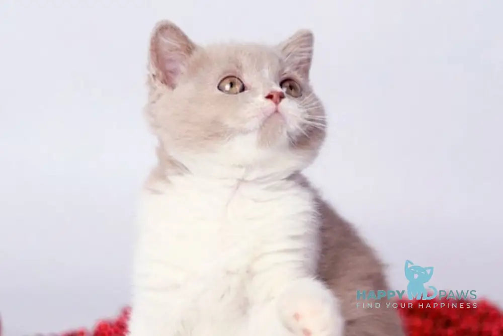Caitlin British Shorthair female lilac bicolour live animals