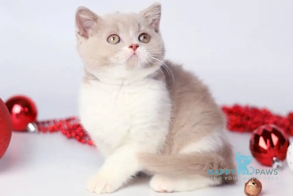 Caitlin British Shorthair female lilac bicolour live animals