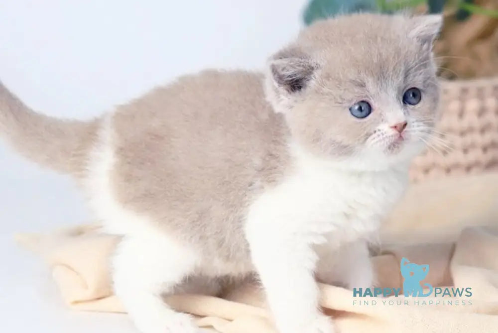 Caitlin British Shorthair female lilac bicolour live animals