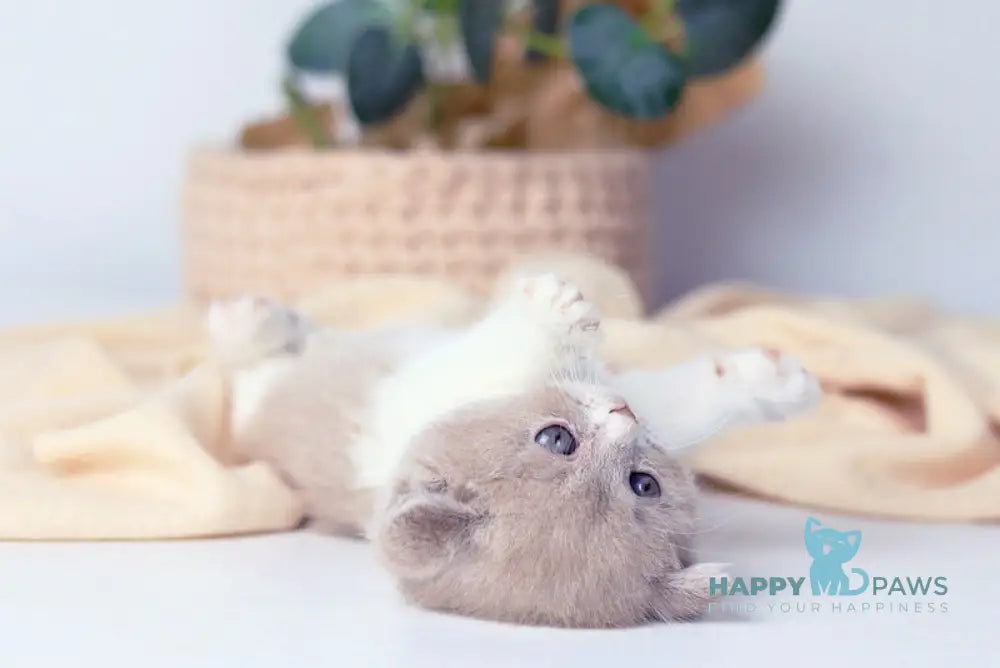 Caitlin British Shorthair female lilac bicolour live animals