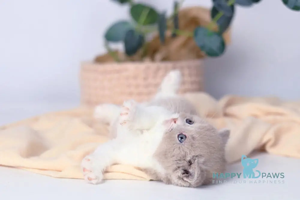 Caitlin British Shorthair female lilac bicolour live animals