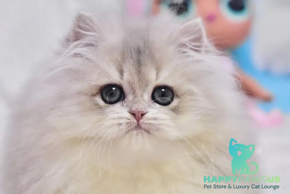 Cake British Longhair male blue golden shaded live animals