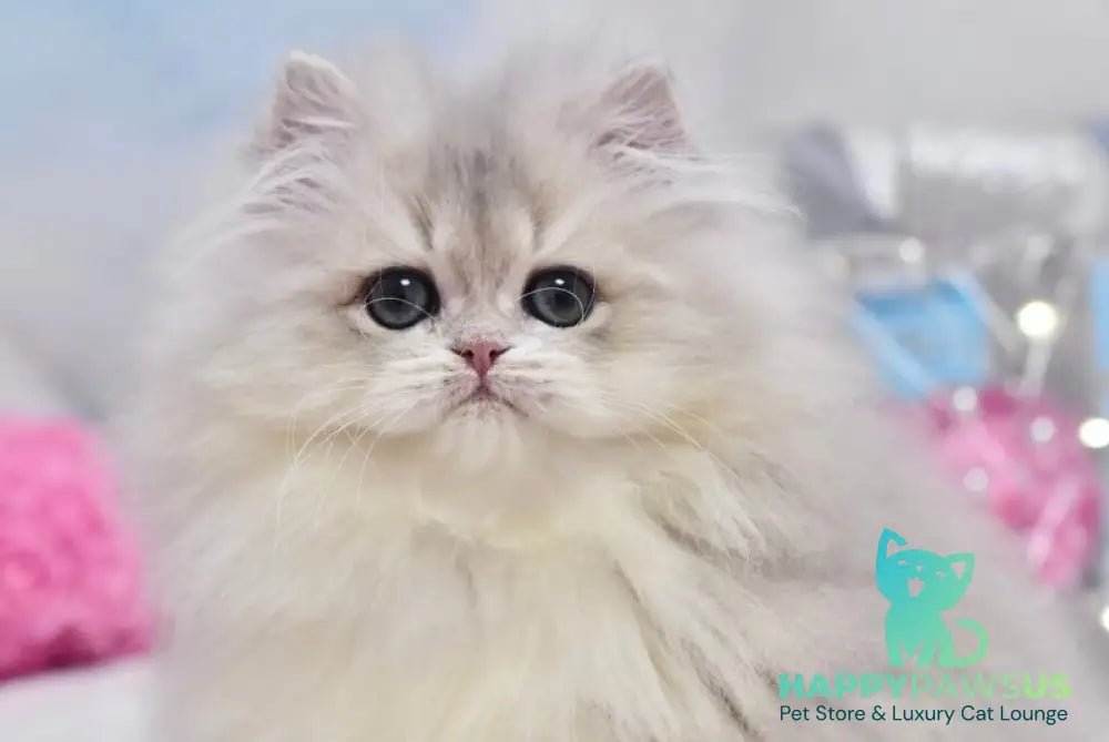 Cake British Longhair male blue golden shaded live animals
