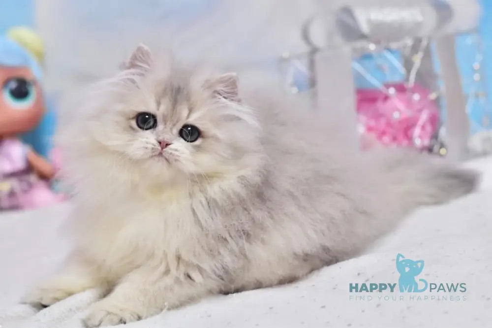 Cake British Longhair male blue golden shaded live animals