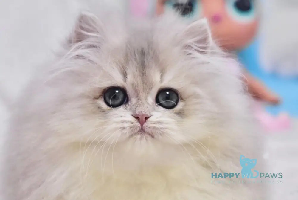 Cake British Longhair male blue golden shaded live animals