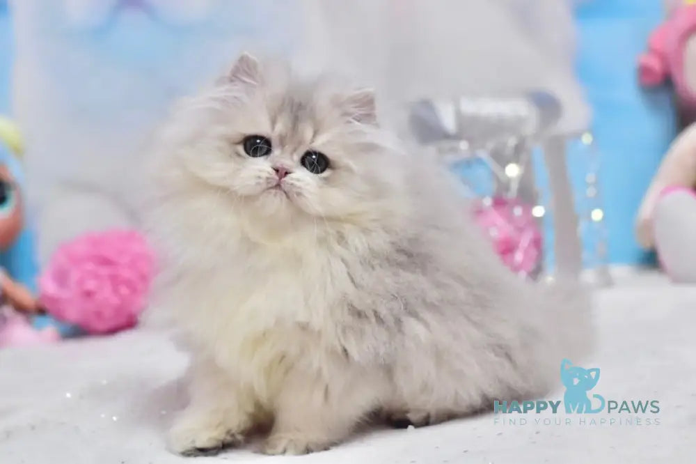 Cake British Longhair male blue golden shaded live animals