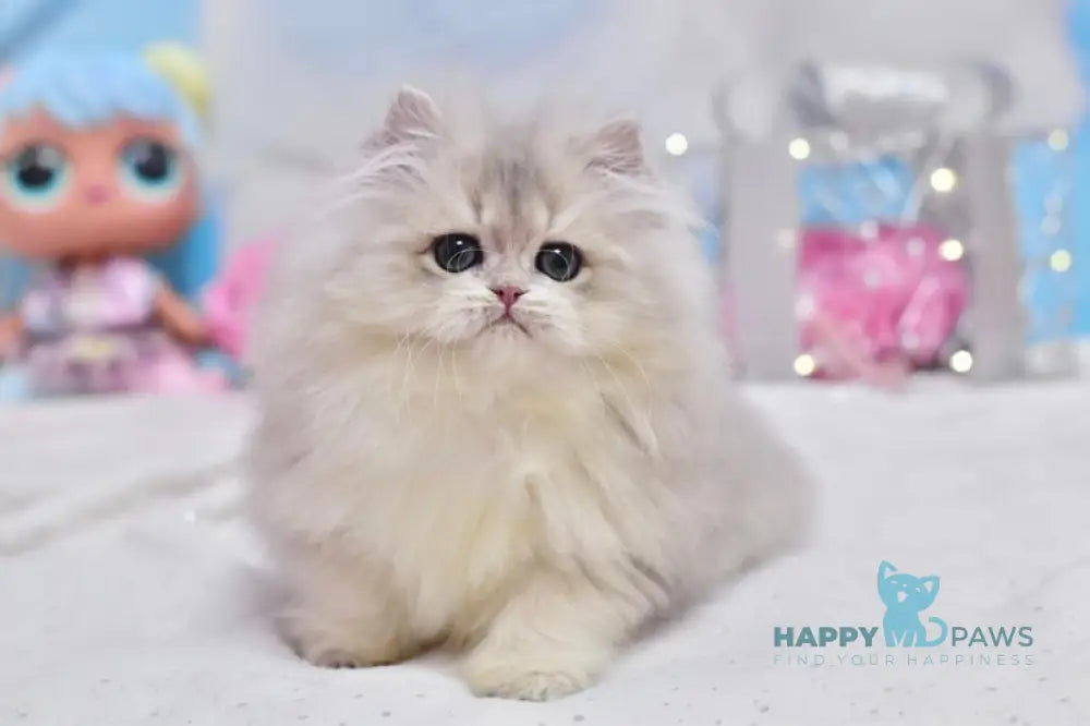 Cake British Longhair male blue golden shaded live animals