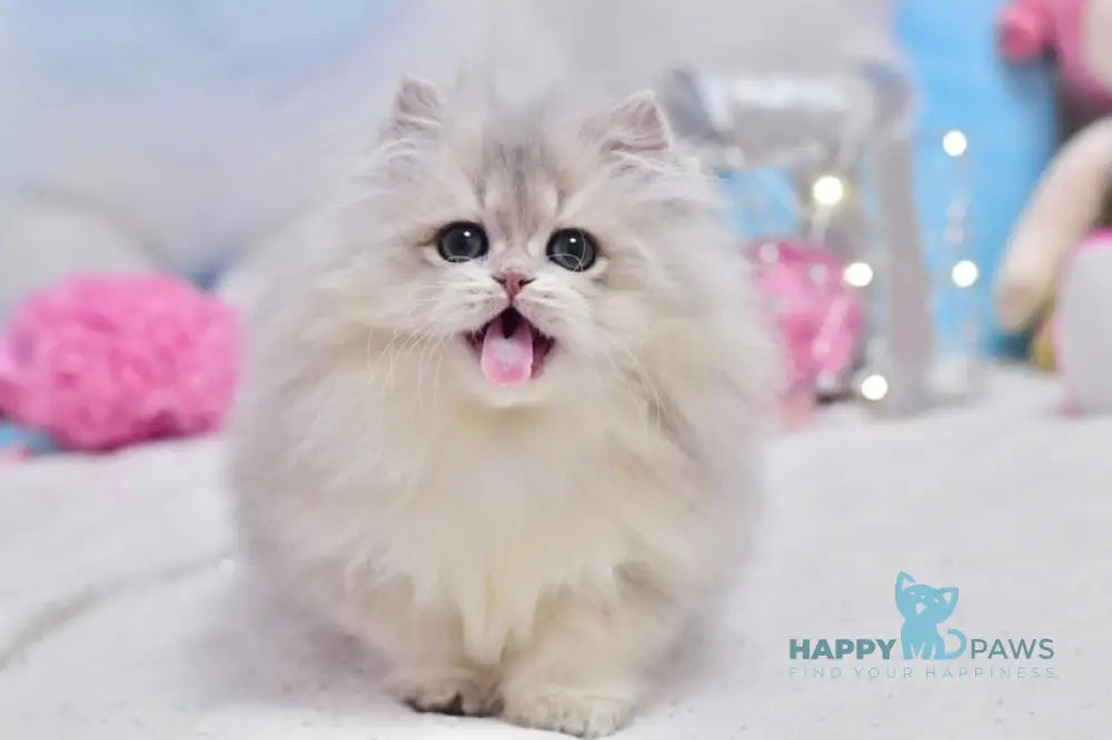 Cake British Longhair male blue golden shaded live animals