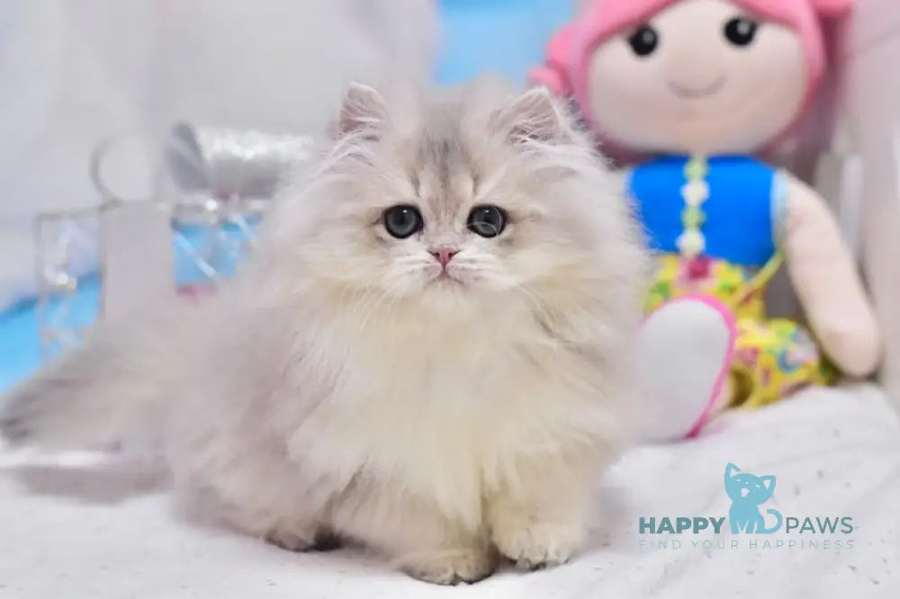 Cake British Longhair male blue golden shaded live animals