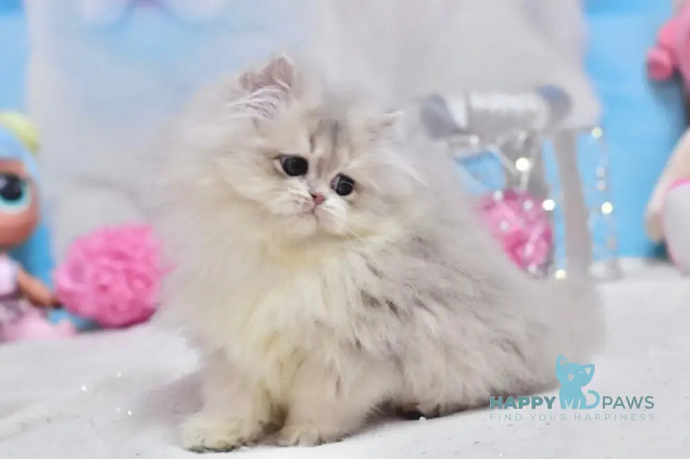 Cake British Longhair male blue golden shaded live animals