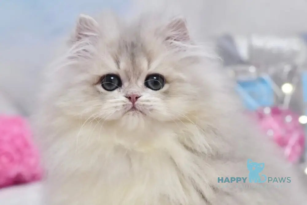 Cake British Longhair male blue golden shaded live animals