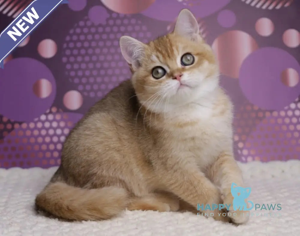 Cake British Shorthair male black golden shaded live animals