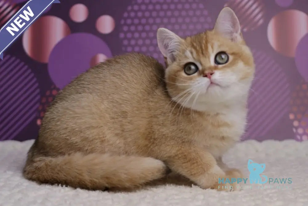 Cake British Shorthair male black golden shaded live animals