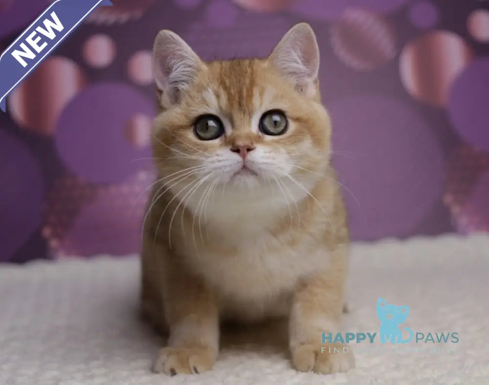 Cake British Shorthair male black golden shaded live animals