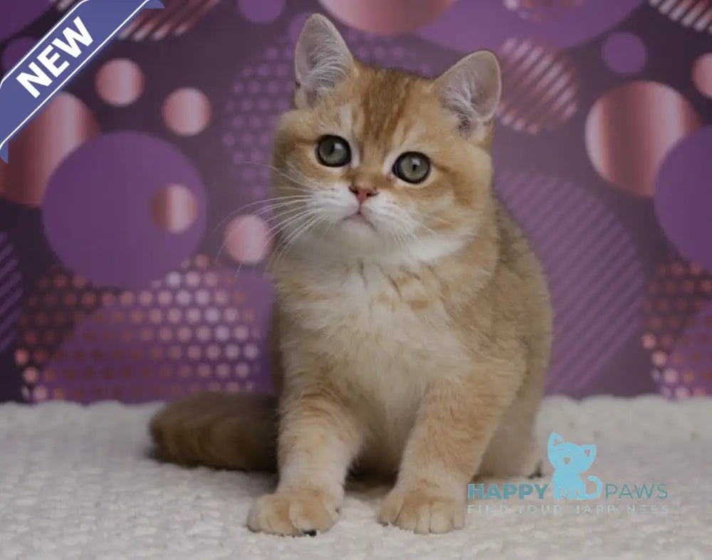 Cake British Shorthair male black golden shaded live animals