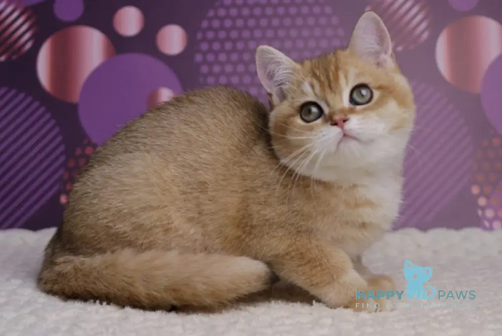 Cake British Shorthair male black golden shaded live animals