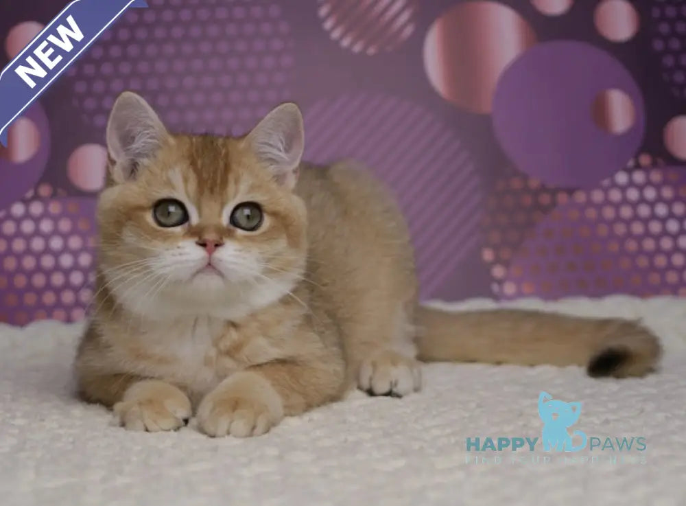 Cake British Shorthair male black golden shaded live animals