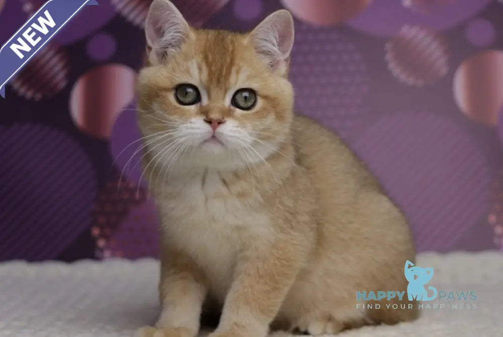 Cake British Shorthair male black golden shaded live animals