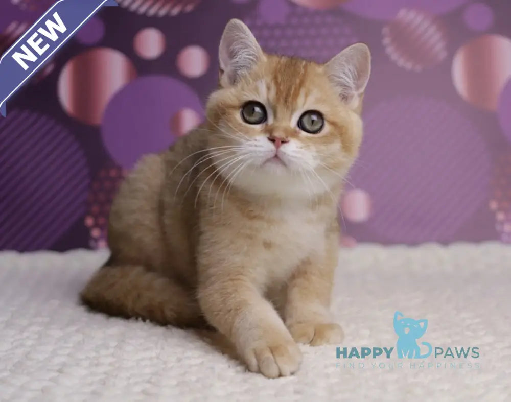 Cake British Shorthair male black golden shaded live animals