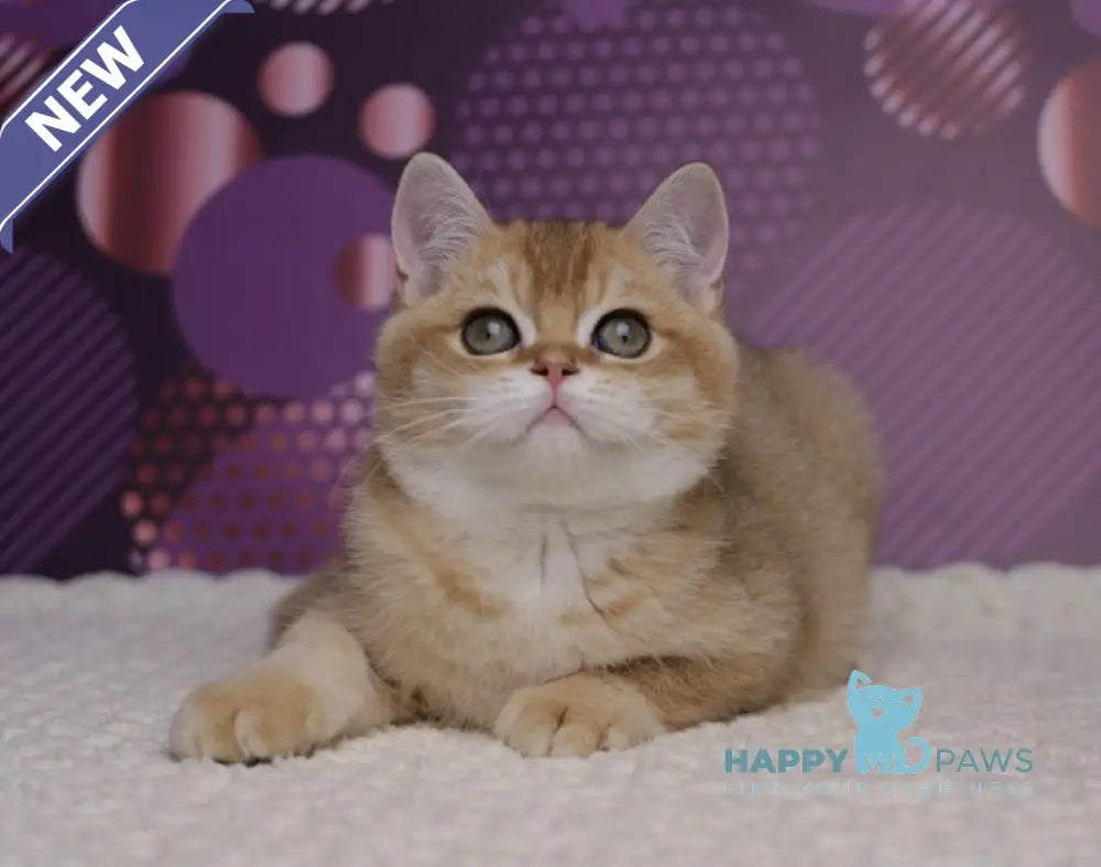 Cake British Shorthair male black golden shaded live animals