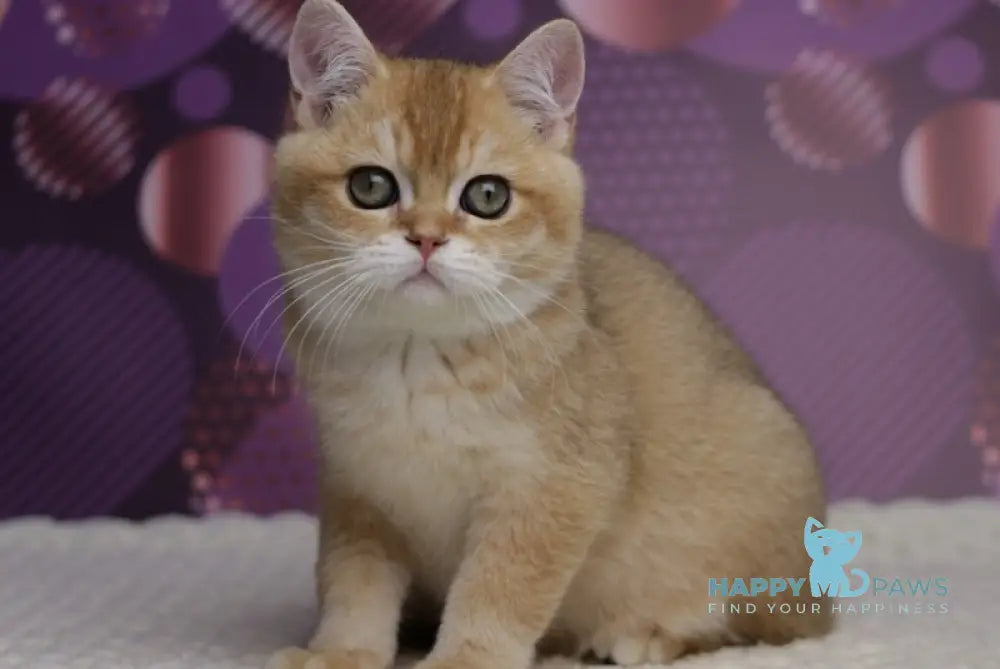 Cake British Shorthair male black golden shaded live animals