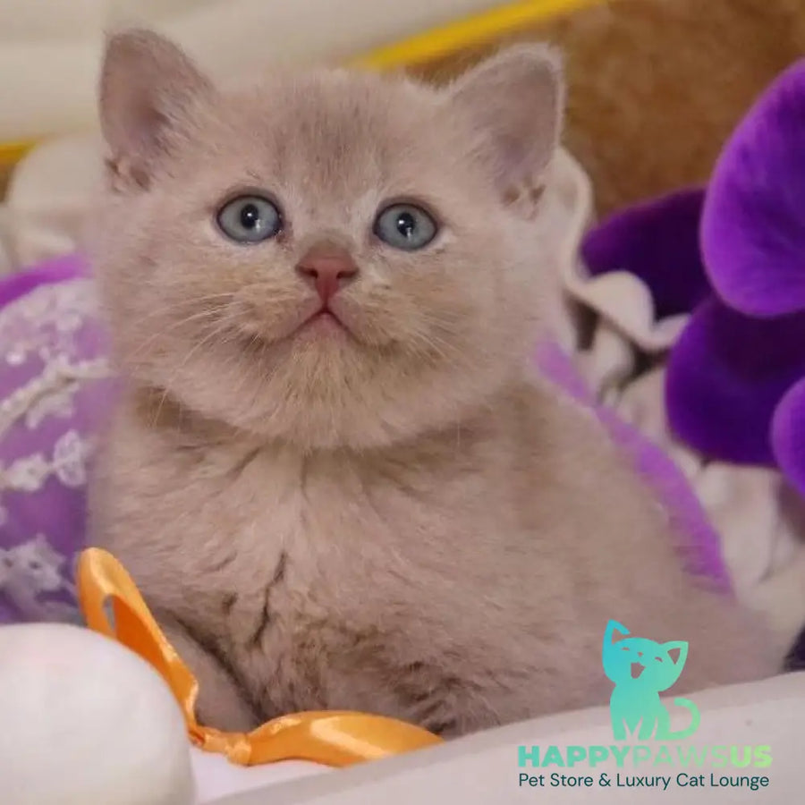 Cake British Shorthair male fawn - live animals