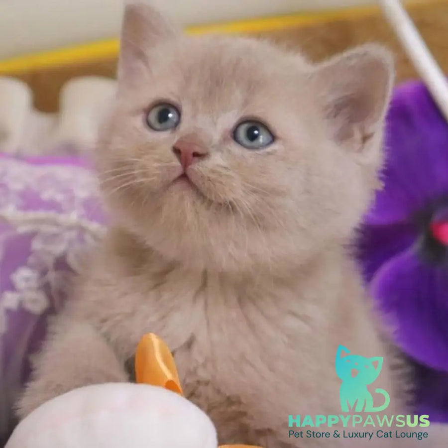 Cake British Shorthair male fawn - live animals