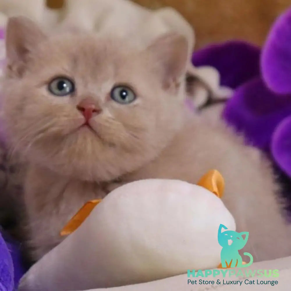 Cake British Shorthair male fawn - live animals