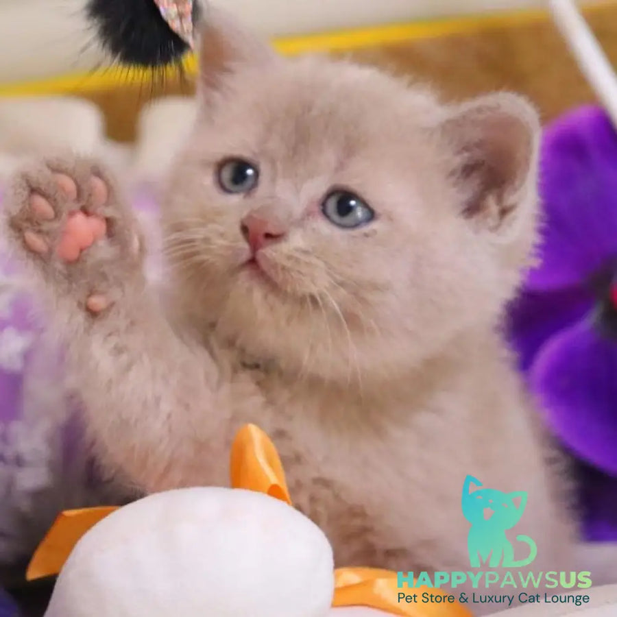 Cake British Shorthair male fawn - live animals