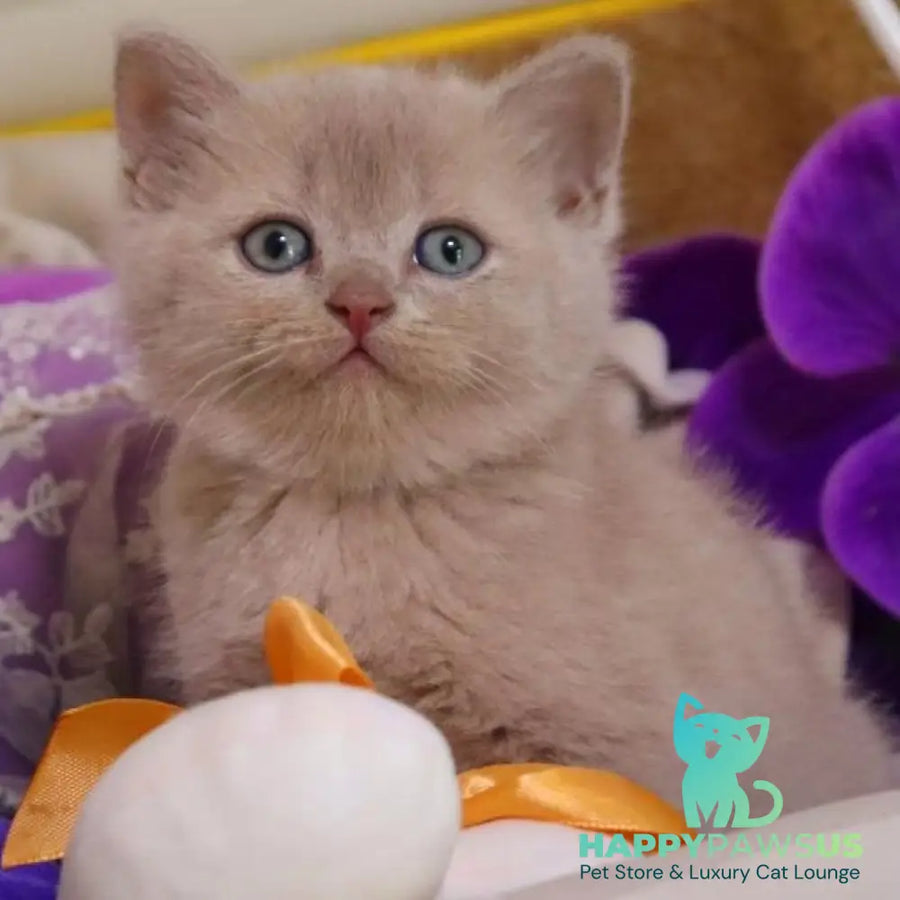 Cake British Shorthair male fawn - live animals