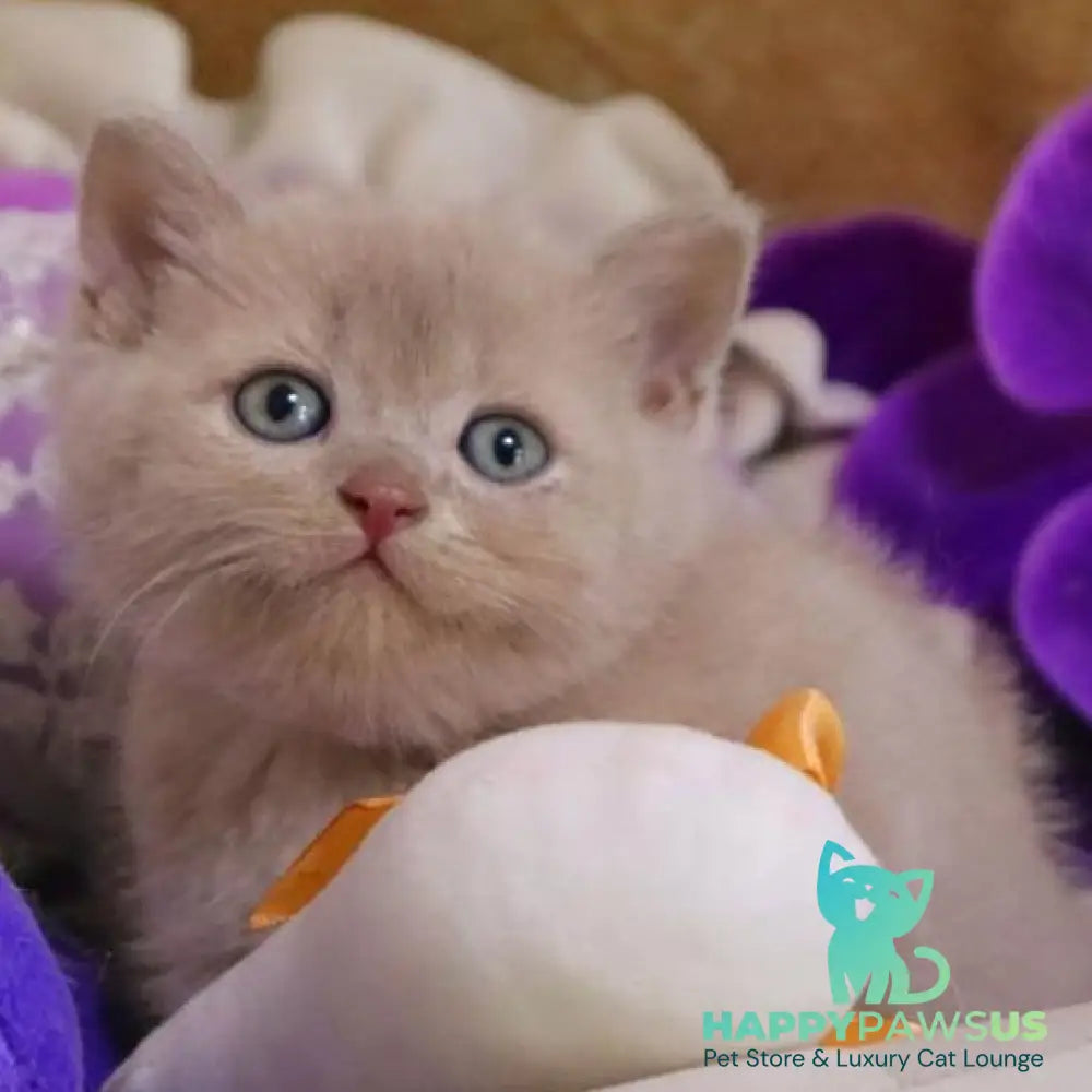 Cake British Shorthair male fawn - live animals