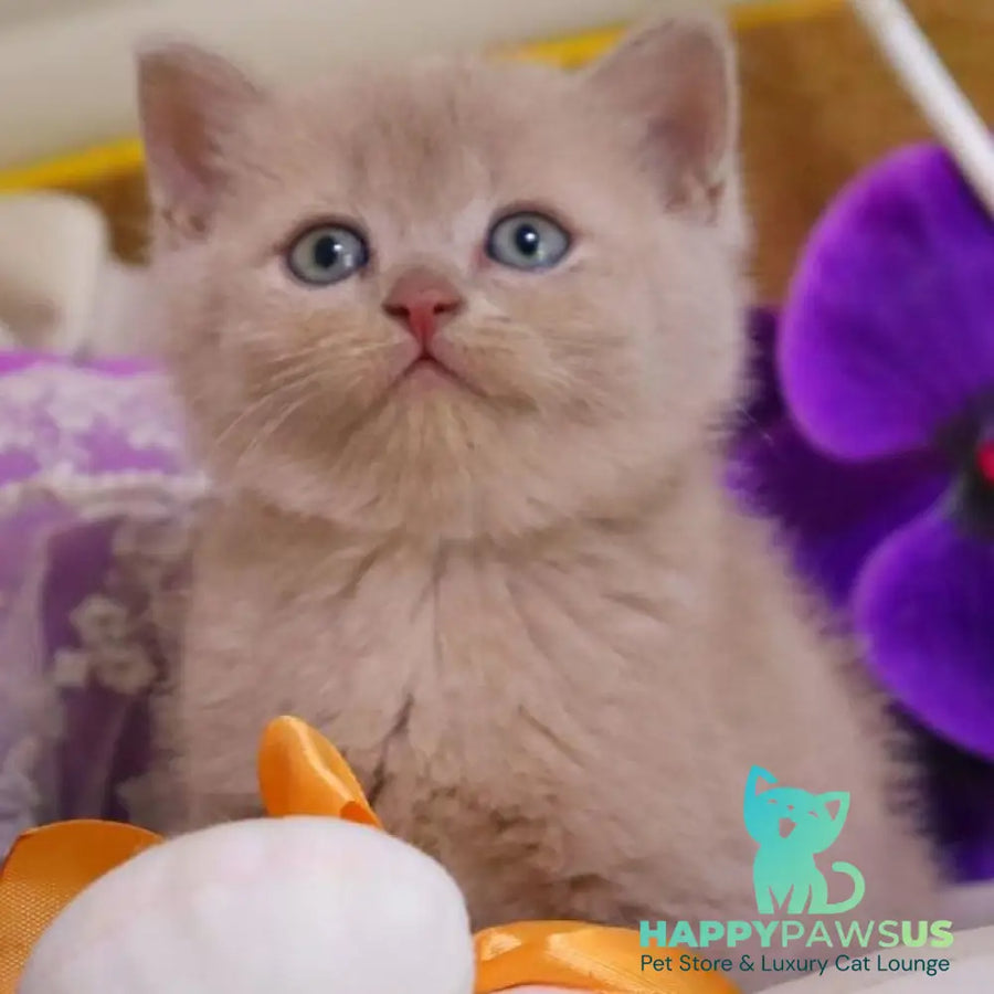 Cake British Shorthair male fawn - live animals