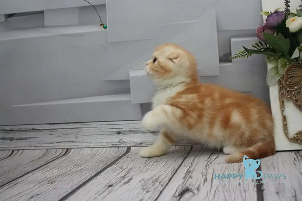Cake Scottish Fold male red tabby bicolour live animals
