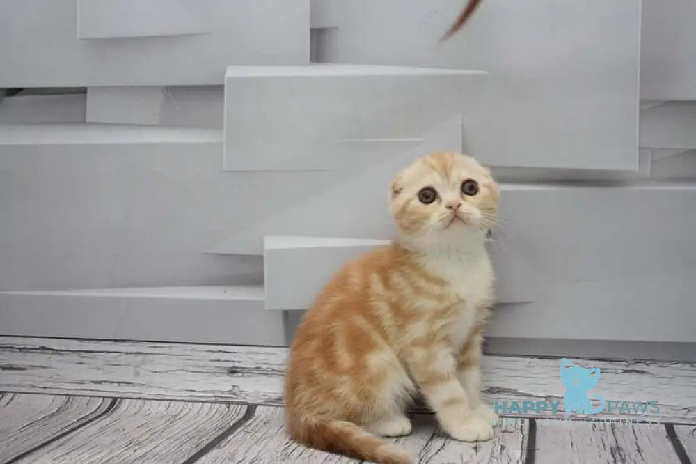 Cake Scottish Fold male red tabby bicolour live animals