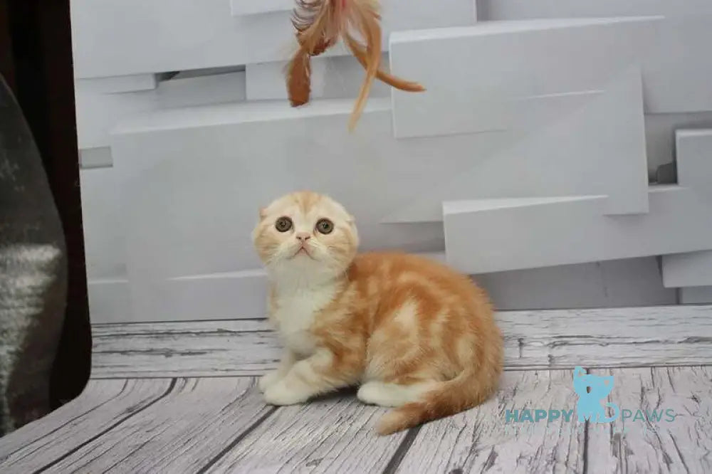 Cake Scottish Fold male red tabby bicolour live animals