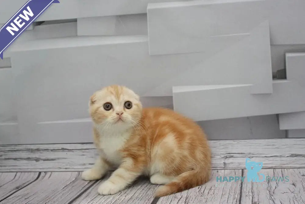 Cake Scottish Fold male red tabby bicolour live animals