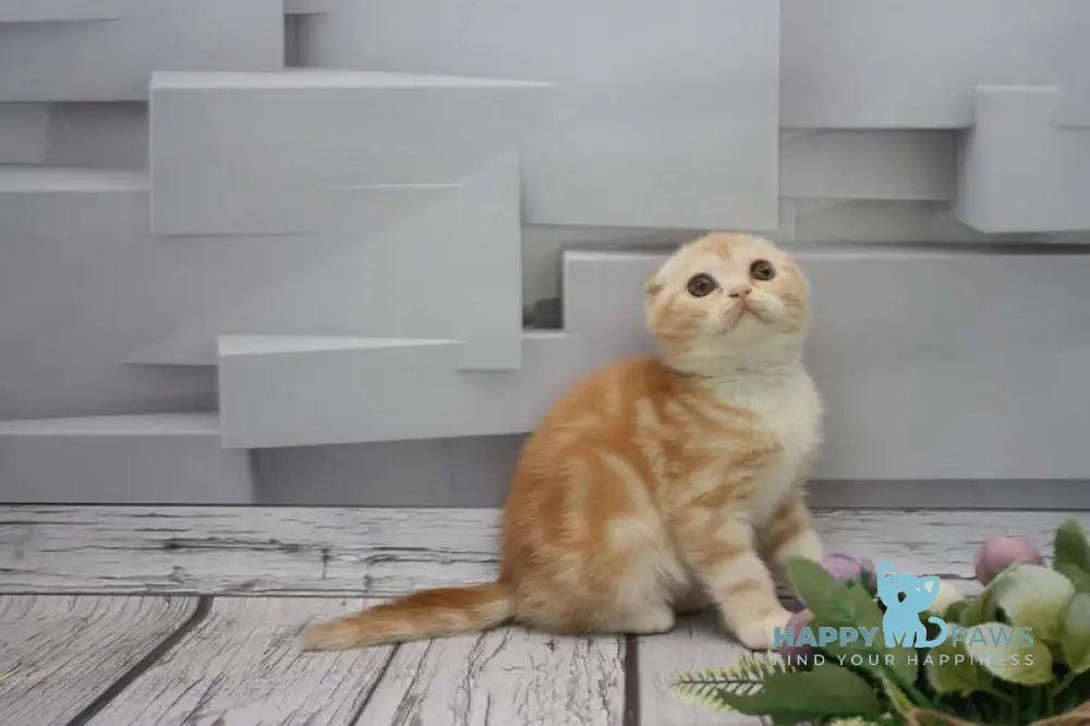Cake Scottish Fold male red tabby bicolour live animals