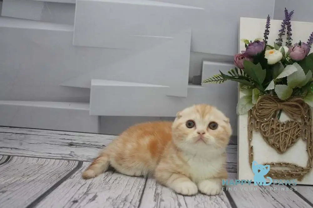 Cake Scottish Fold male red tabby bicolour live animals
