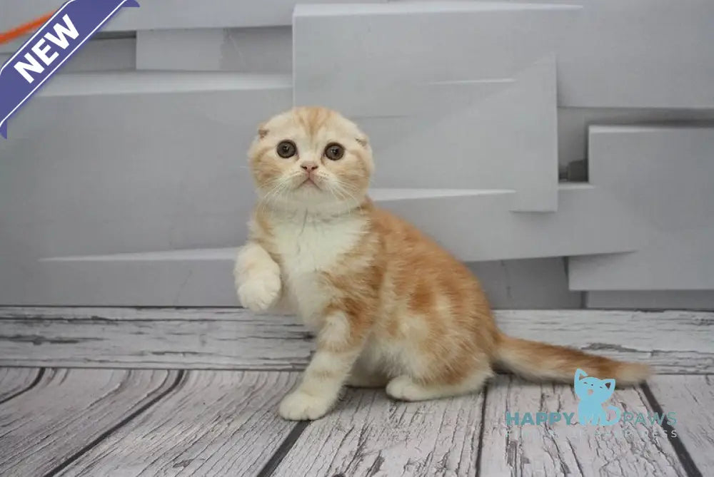 Cake Scottish Fold male red tabby bicolour live animals