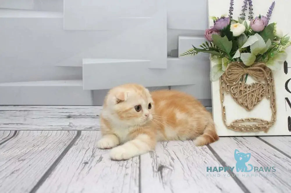 Cake Scottish Fold male red tabby bicolour live animals