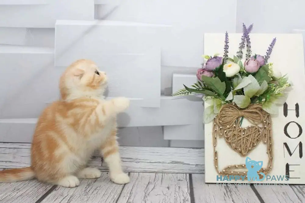 Cake Scottish Fold male red tabby bicolour live animals