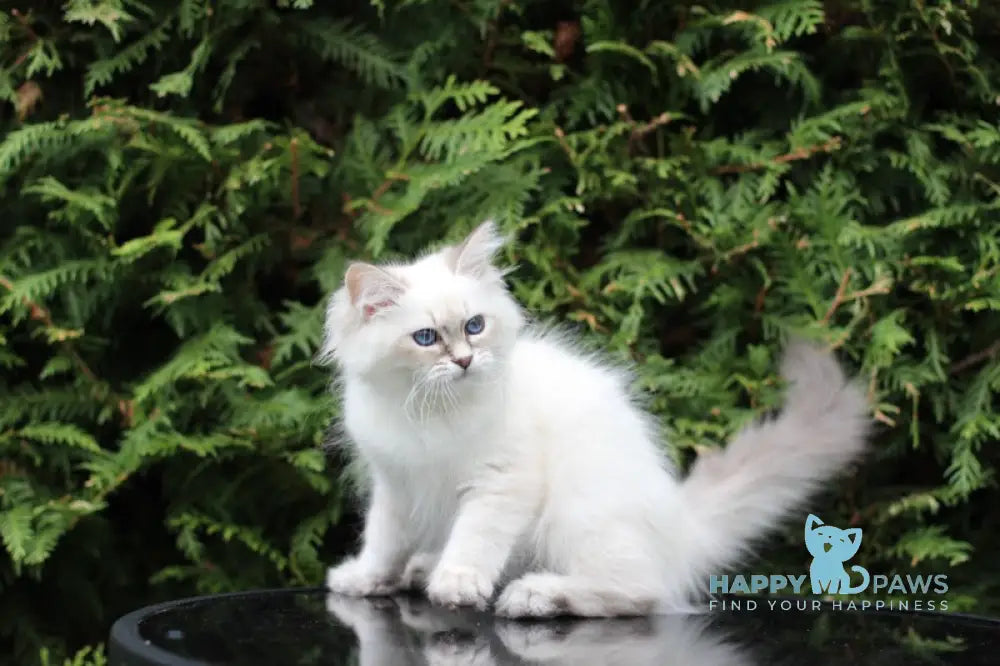 Calathea Siberian female blue tabby pointed live animals
