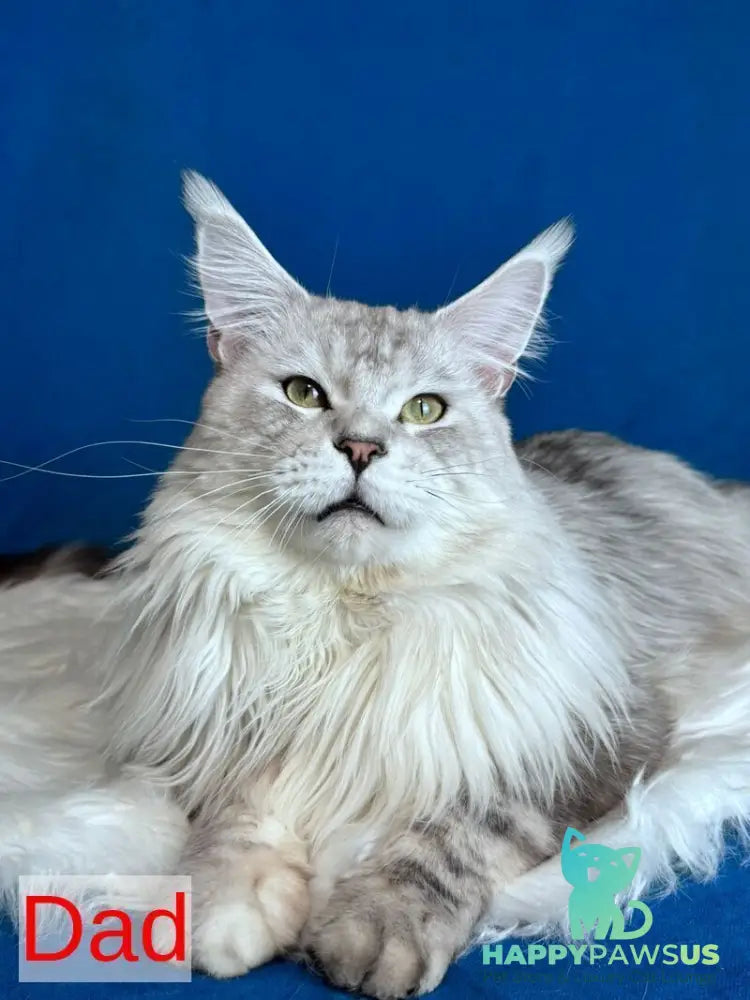Caleb Maine Coon male black silver tabby with white - live animals