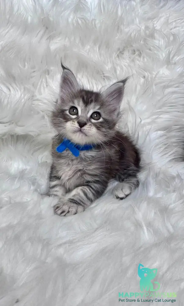 Caleb Maine Coon male black silver tabby with white - live animals