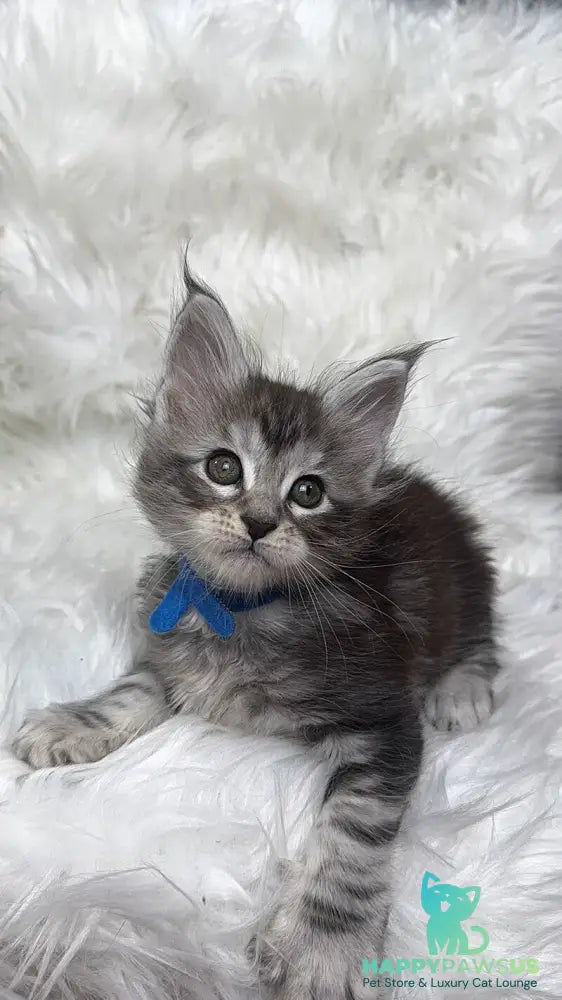 Caleb Maine Coon male black silver tabby with white - live animals