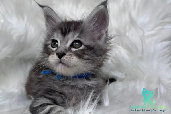 Caleb Maine Coon male black silver tabby with white - live animals